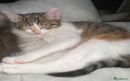 Mixed Breed cats for sale: 3 female kittens 🐱🩷 - Image 6