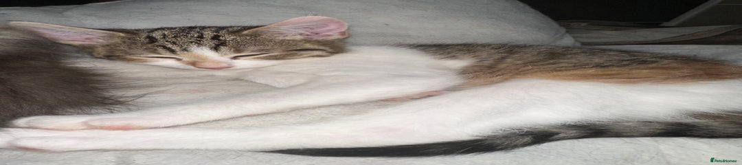 Mixed Breed Kitten 1