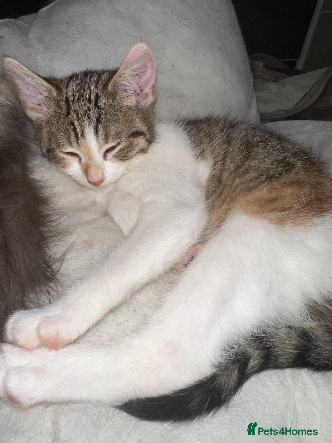 Mixed Breed cats for sale: 3 female kittens 🐱🩷 - Image 6