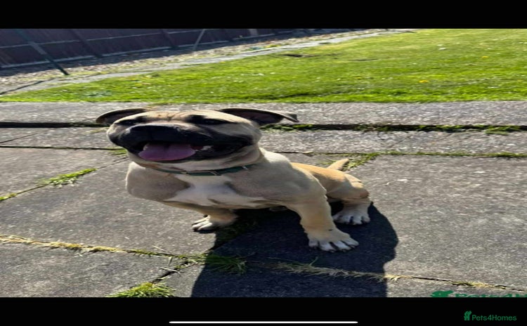 Mixed Breed dogs - Advert 2