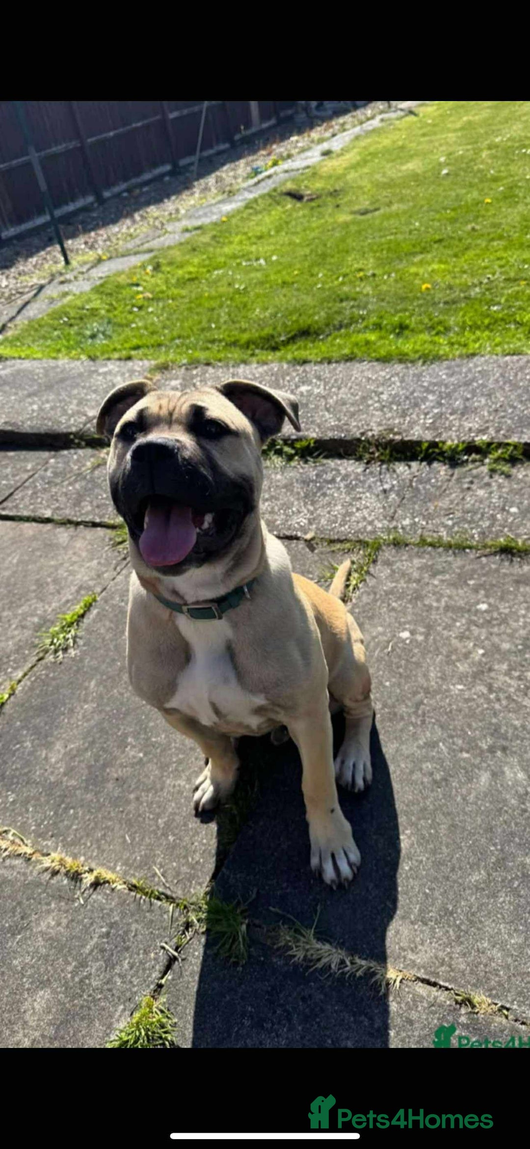 Mixed Breed dogs for sale: Meet scooby - Image 1