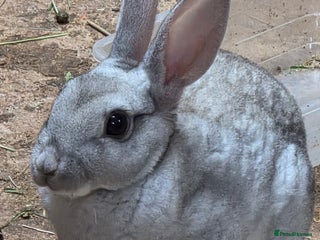 Rex rabbits Gorgeous rex rabbits - Advert 15