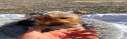 Yorkshire Terrier dogs for sale: Yorkshire terriers  - Advert 30