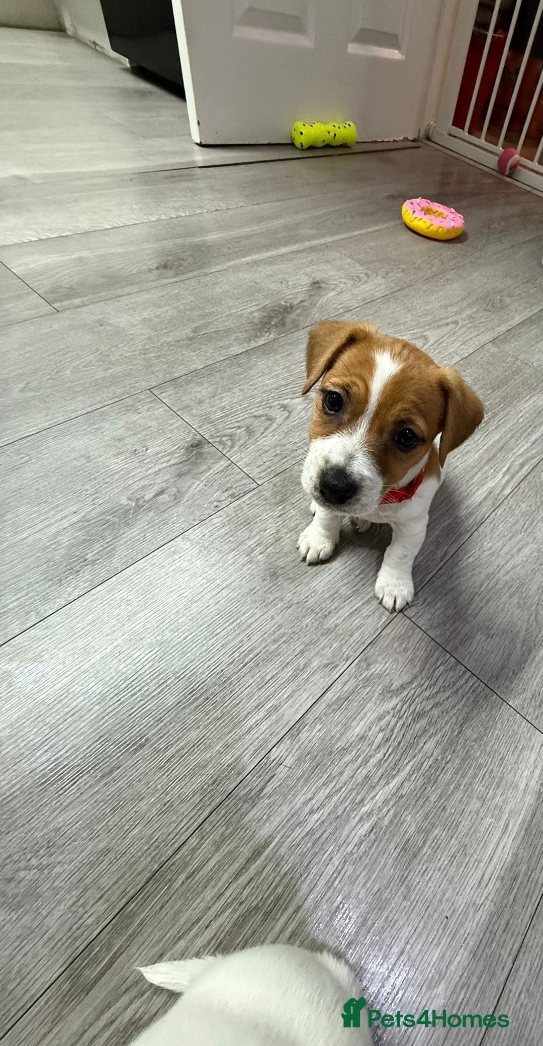 Jack Russell dogs for sale: 8 Week Old Jack Russel Puppies  - Advert 19