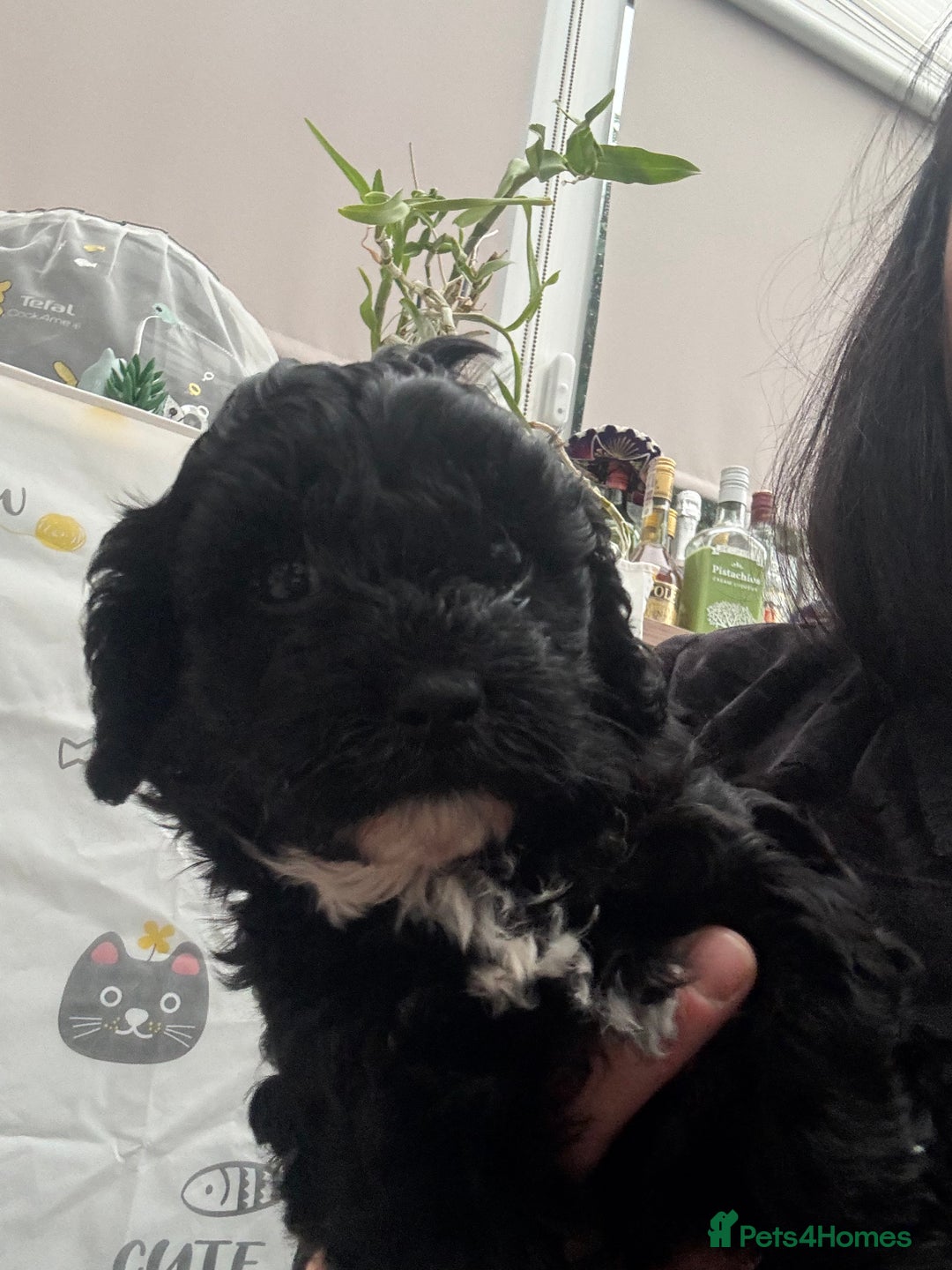 Mixed Breed dogs for sale: Shihpoo puppies  - Advert 11