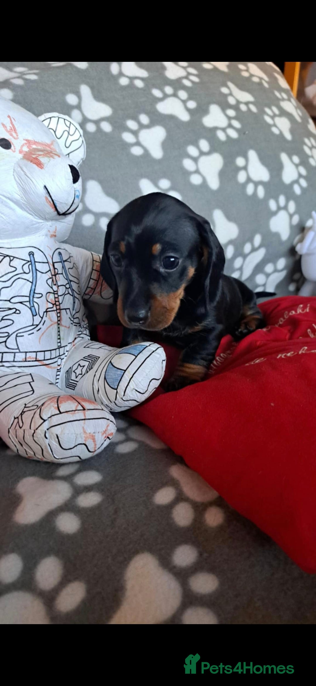 Dachshund dogs for sale: Beautiful Dachshund Puppies - Advert 21