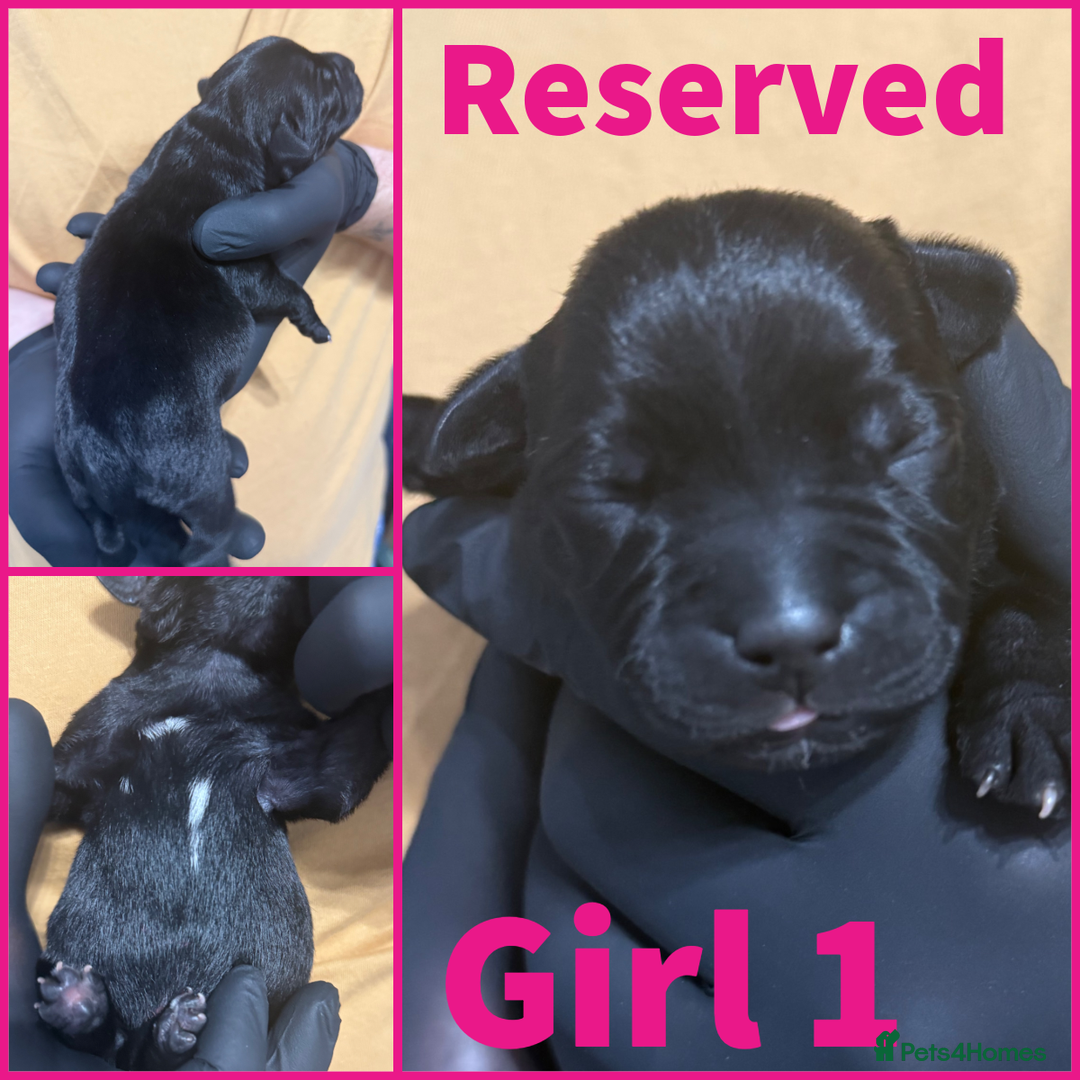 Staffordshire Bull Terrier dogs for sale: KC Registered Mr T & Luminastaffs Puppies - Image 8
