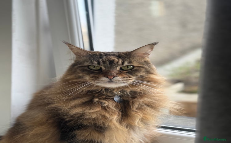 Maine Coon cats - Advert 16