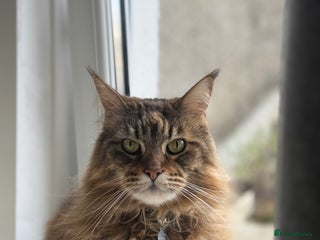 Maine Coon cats - Advert 1