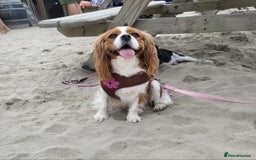 Cavalier King Charles Spaniel dogs for sale: Milly and Blossom - Image 3