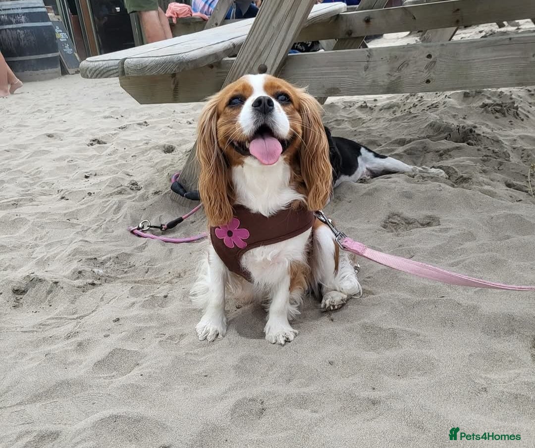 Cavalier King Charles Spaniel dogs for sale: Milly and Blossom - Image 3