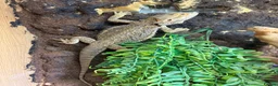 Bearded Dragon reptiles for sale: Bearded dragon - SET UP INCLUDED - Advert 2