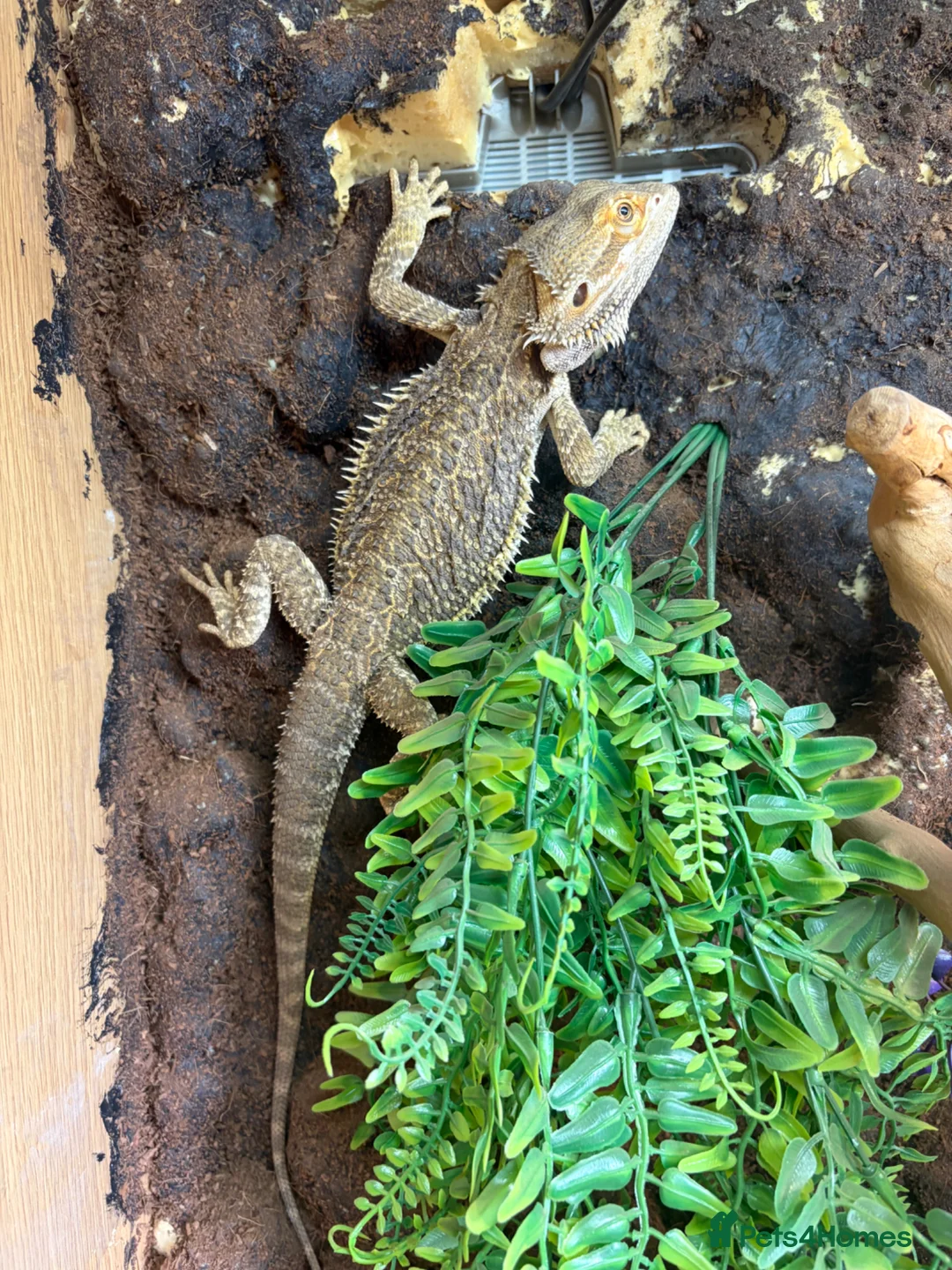 Bearded Dragon reptiles for sale: Bearded dragon - SET UP INCLUDED - Advert 2
