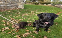 Miniature Dachshund dogs for sale: Dachshund Sad Rehome  - Image 6