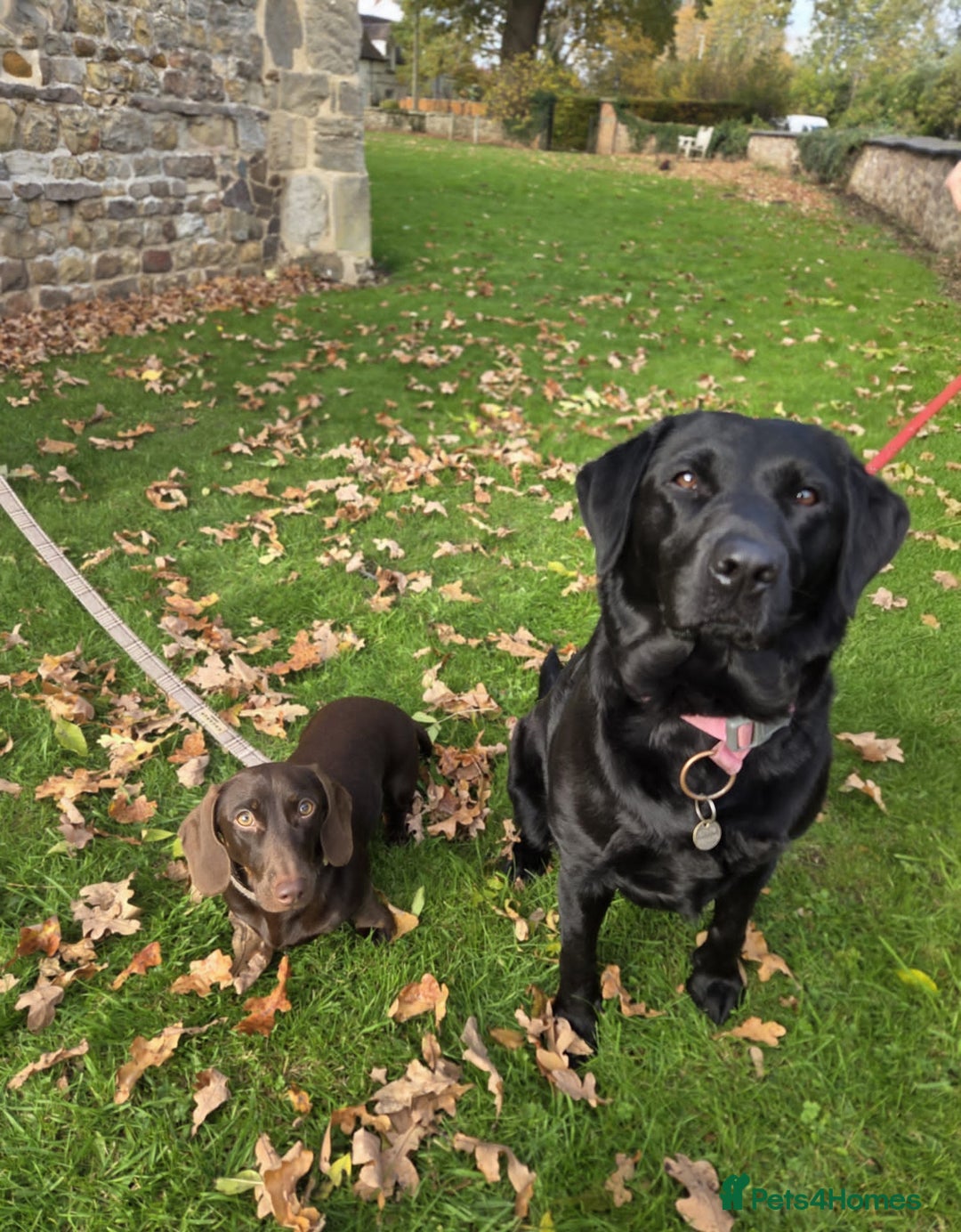 Miniature Dachshund dogs for sale: Dachshund Sad Rehome  - Image 6