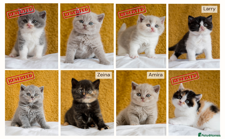 British Shorthair cats - Advert 2