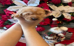 Labrador Retriever dogs for sale: Adorable fox red puppies  - Advert 9