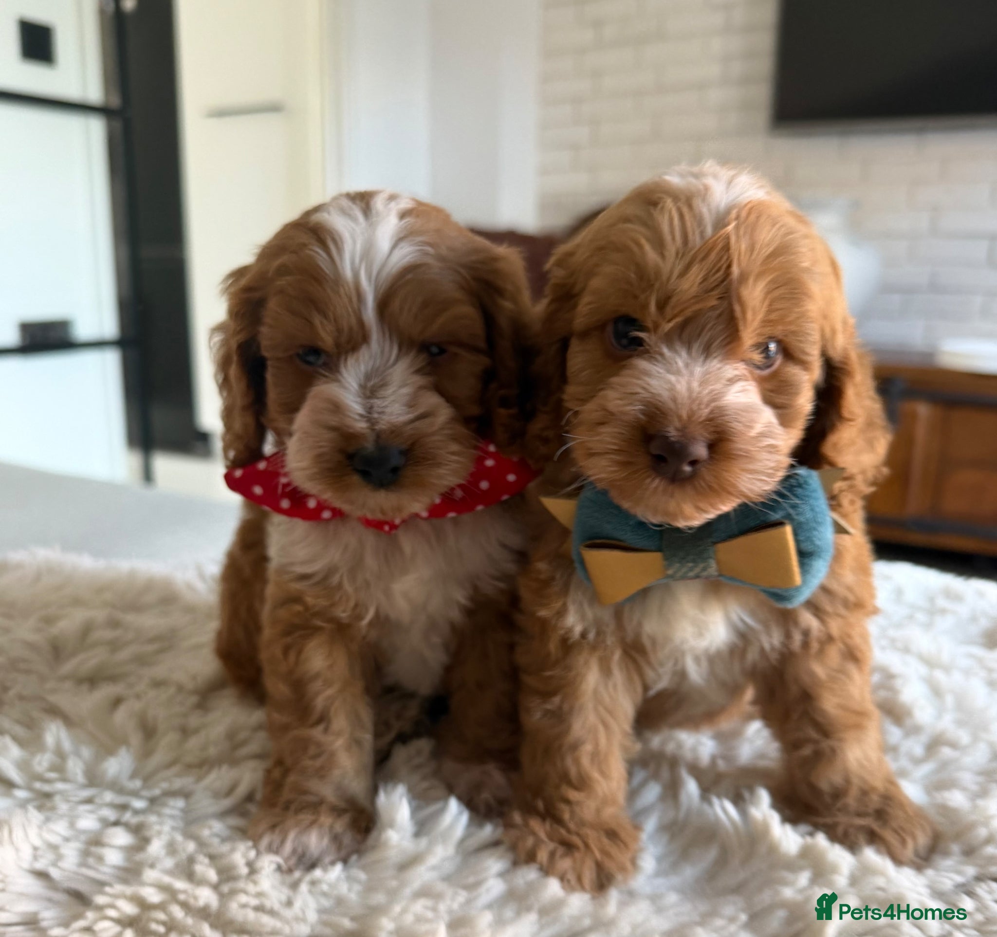 Cockapoo dogs Stunning  F1 Cockapoos PRA Clear Pedigree Parents - Advert 1