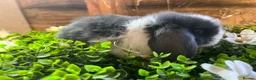 Mini Lop rabbits for sale: Gorgeous pure Mini lops and mini lion lops  - Advert 1