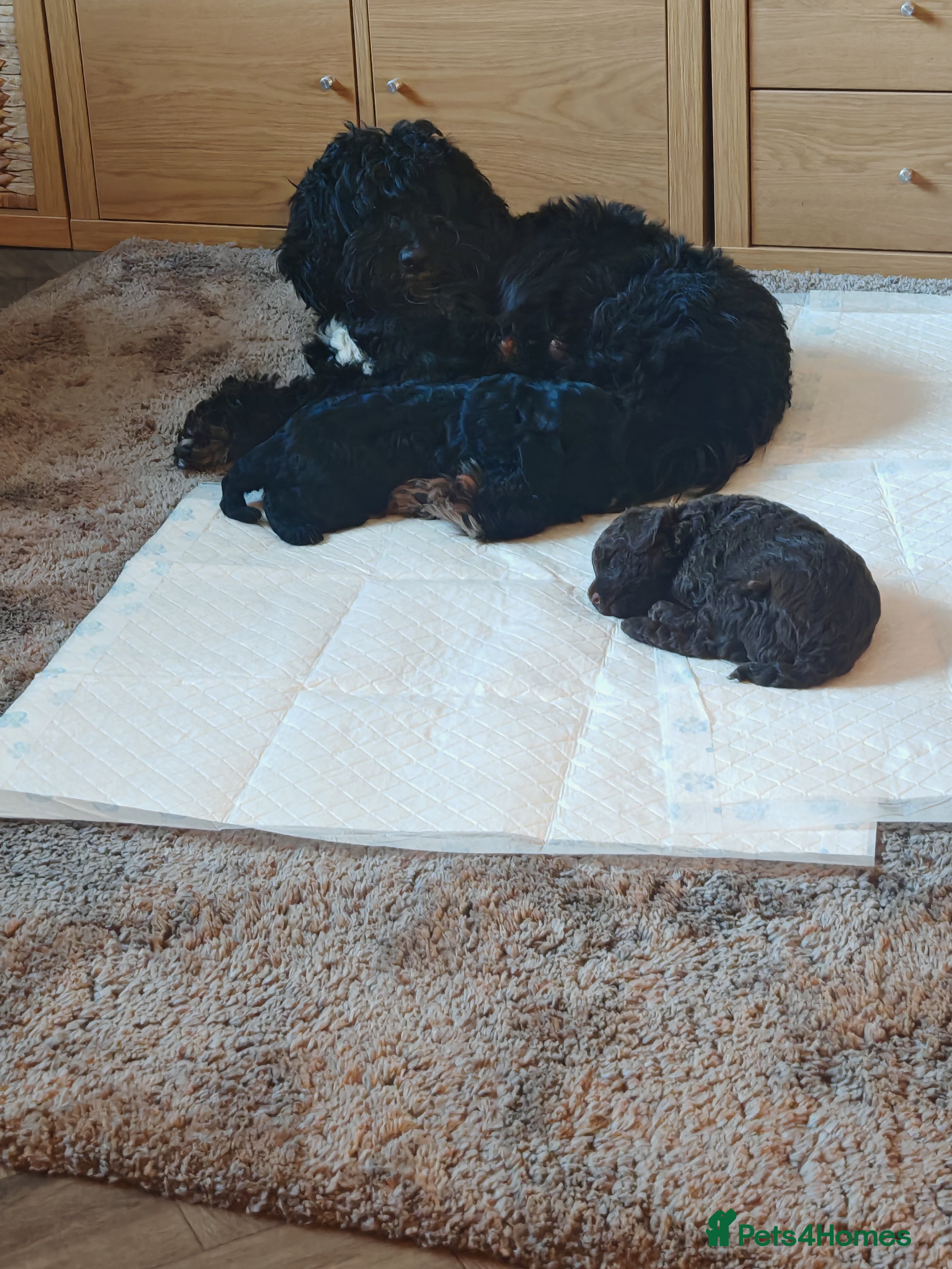 Cockapoo dogs Cockapoo puppies  - Advert 1