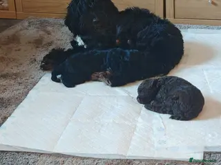 Cockapoo dogs Cockapoo puppies - Advert 1