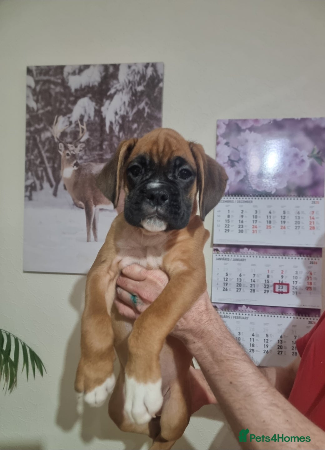 Boxer dogs Ready Now Outstanding  KC Boxer puppies - Advert 4