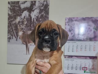 Boxer dogs Ready Now Outstanding KC Boxer puppies - Advert 4