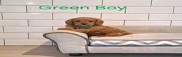 Cavapoo dogs for sale: Beautiful F1 Cavapoos  - Advert 12