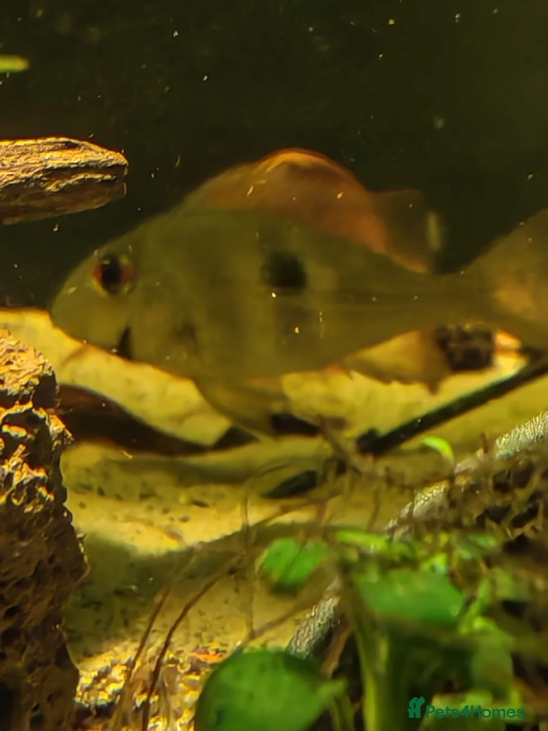 Cichlids fish for sale: Geophagus red head tapajos - Advert 1