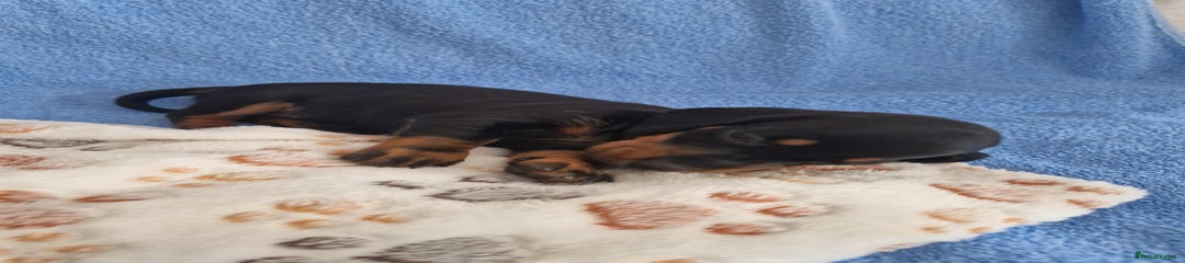 Dachshund Puppy 6