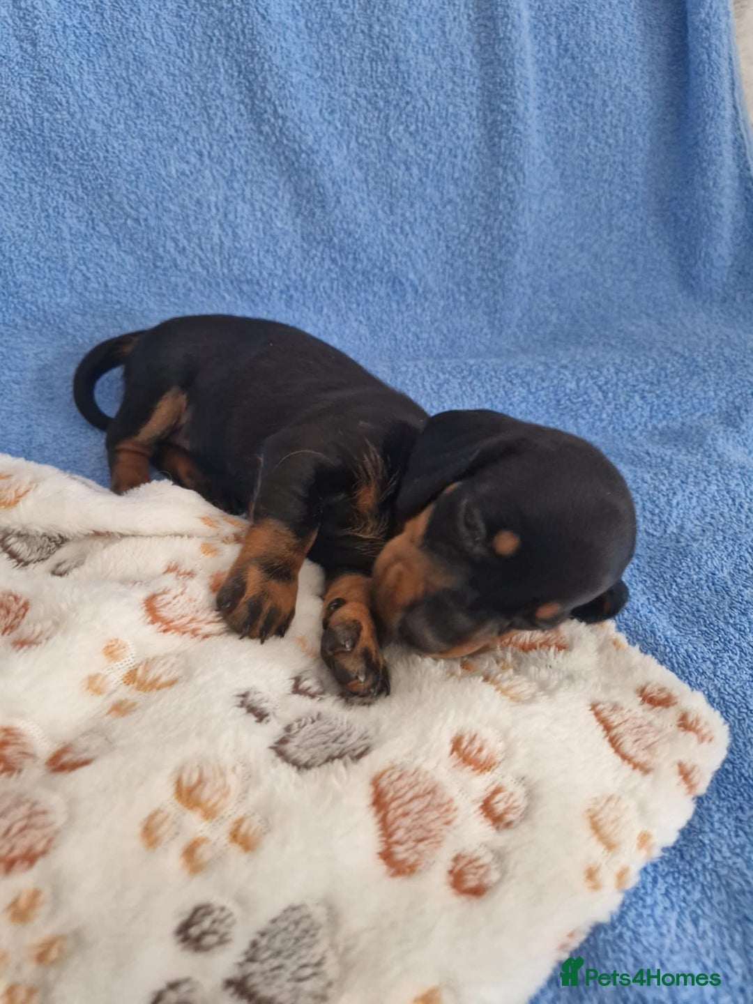 Dachshund dogs for sale: dachshund puppies  - Image 5