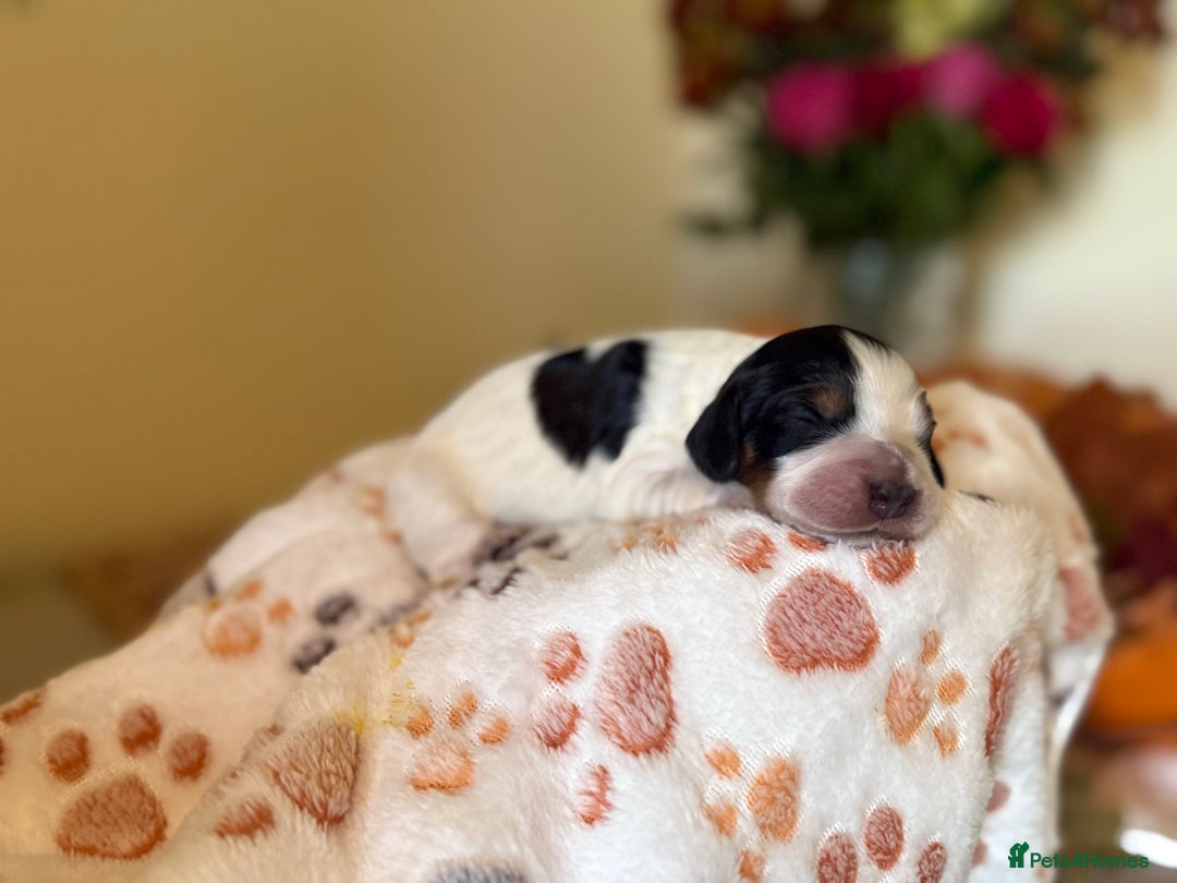 Cocker Spaniel dogs for sale: Stunning 5 Star KC  Show Cocker Spaniels - Image 19