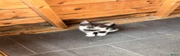 Mixed Breed cats for sale: 5 stunning kittens ready for a new home  in Waltham Cross - Advert 2