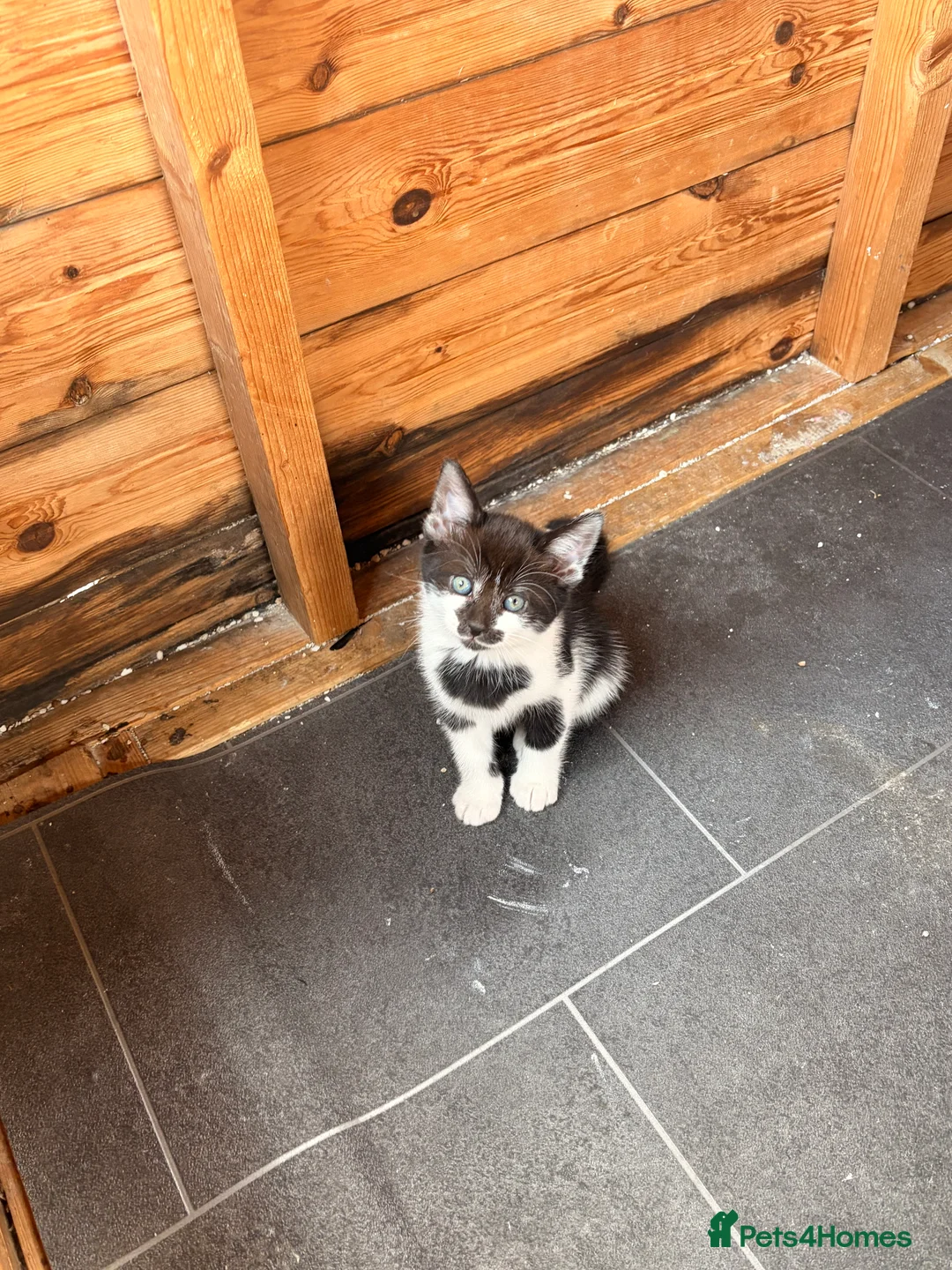 Mixed Breed cats for sale: 5 stunning kittens ready for a new home  in Waltham Cross - Advert 2