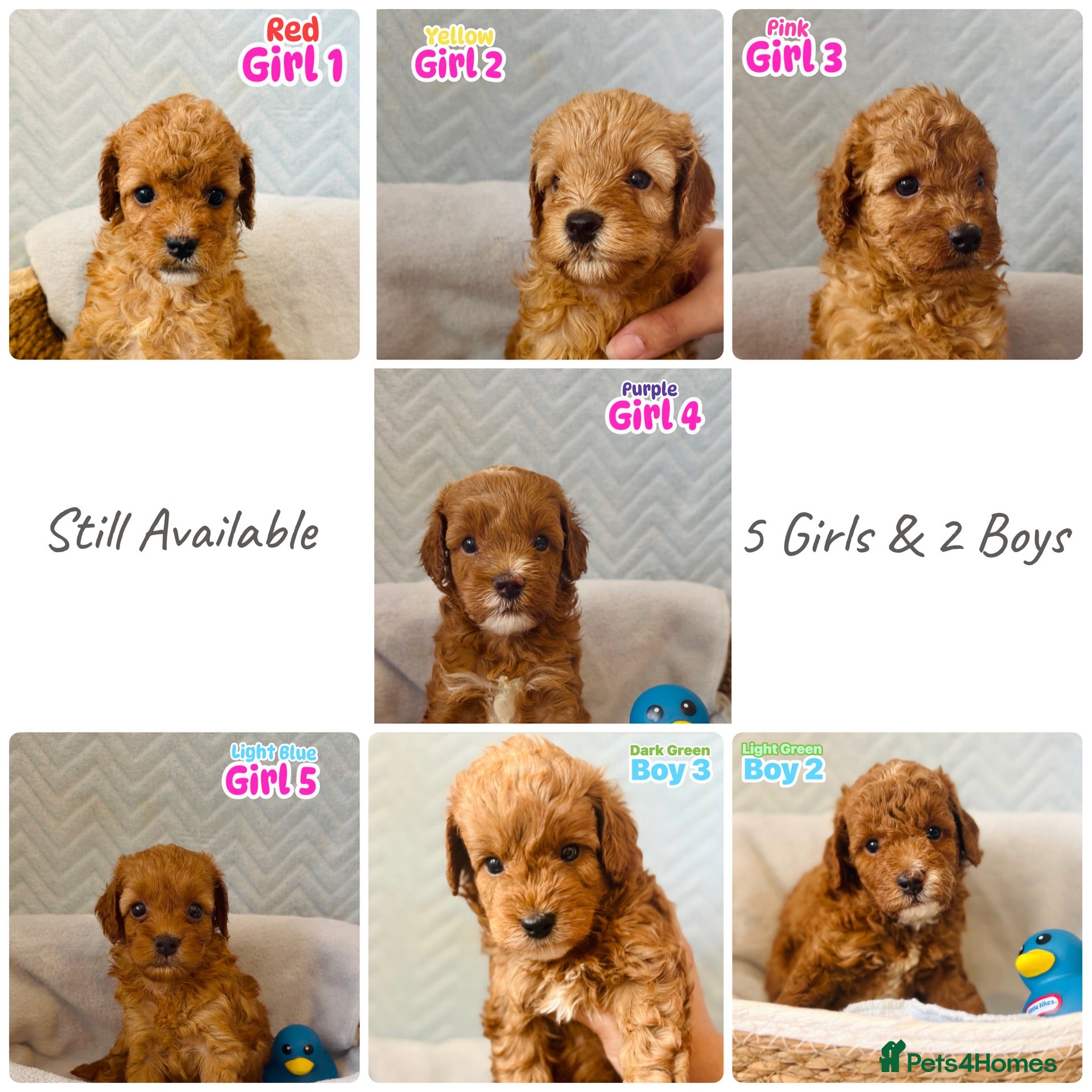 Cockapoo dogs F1B Cockapoo puppies - Ready  - Advert 18