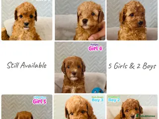 Cockapoo dogs F1B Cockapoo puppies - Ready - Advert 18