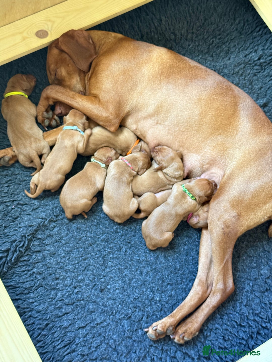 Hungarian Vizsla dogs for sale: Hungarian Vizsla Puppies in Melton Mowbray - Image 25