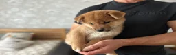 Japanese Shiba Inu dogs for sale: KC-Certified Shiba Inu puppies. 100% Pure blooded. - Advert 6