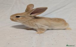 Mixed Breed rabbits for sale: New seller of rabbits - Image 15