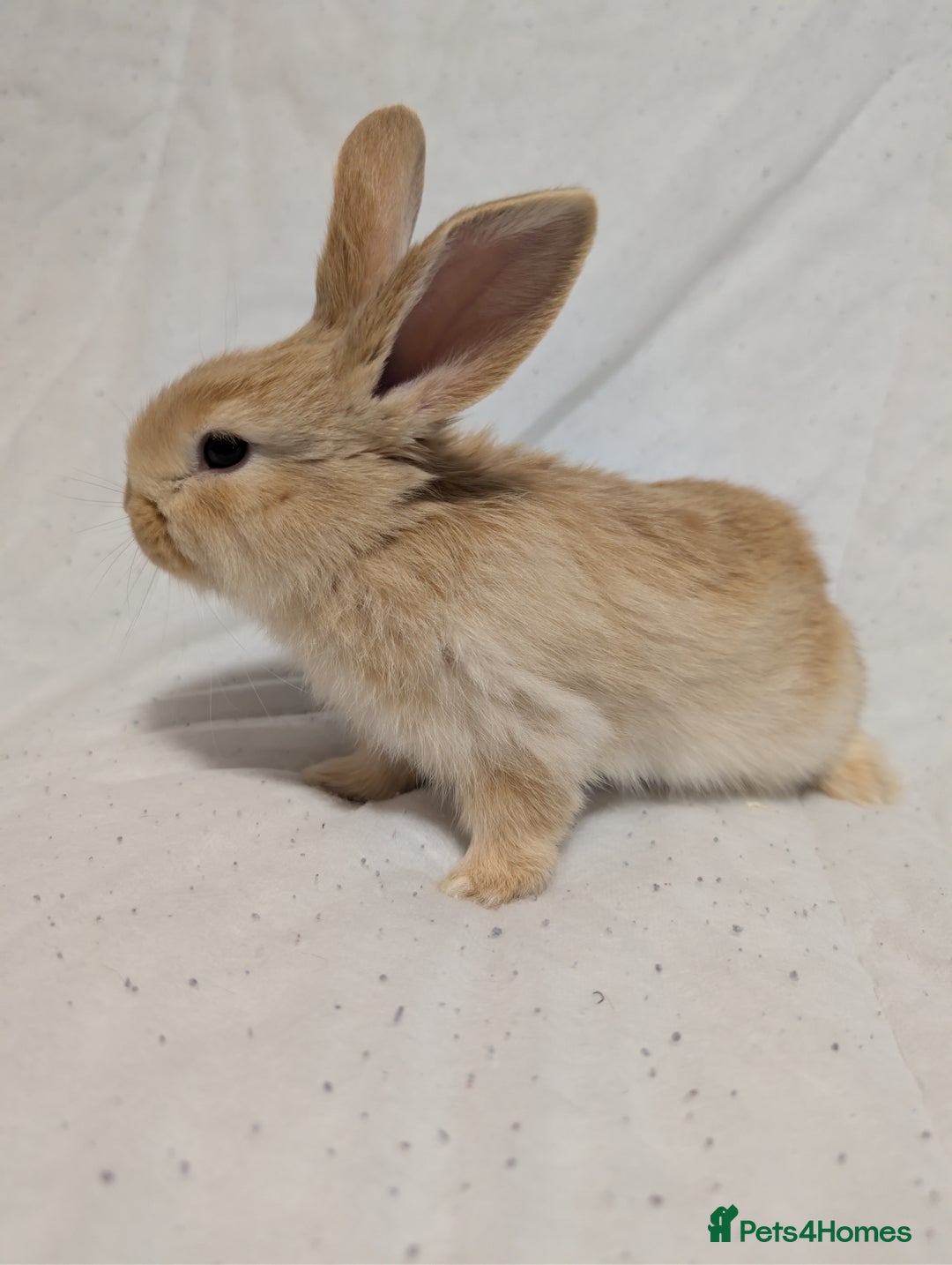 Mixed Breed rabbits for sale: New seller of rabbits - Image 15