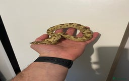 Snake reptiles for sale: Hognose Breeding Pair and Babies - Image 5