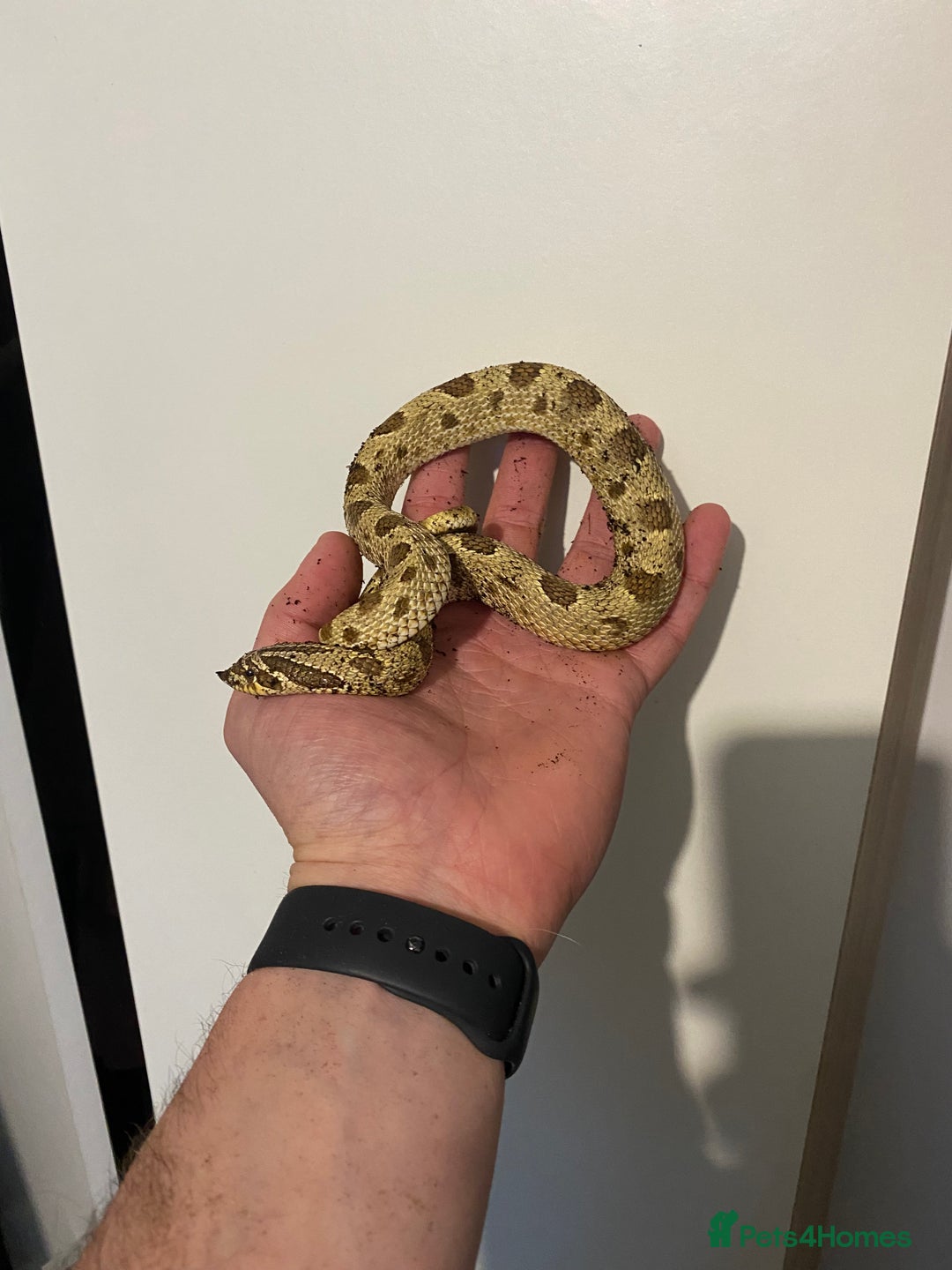 Snake reptiles for sale: Hognose Breeding Pair and Babies - Image 5