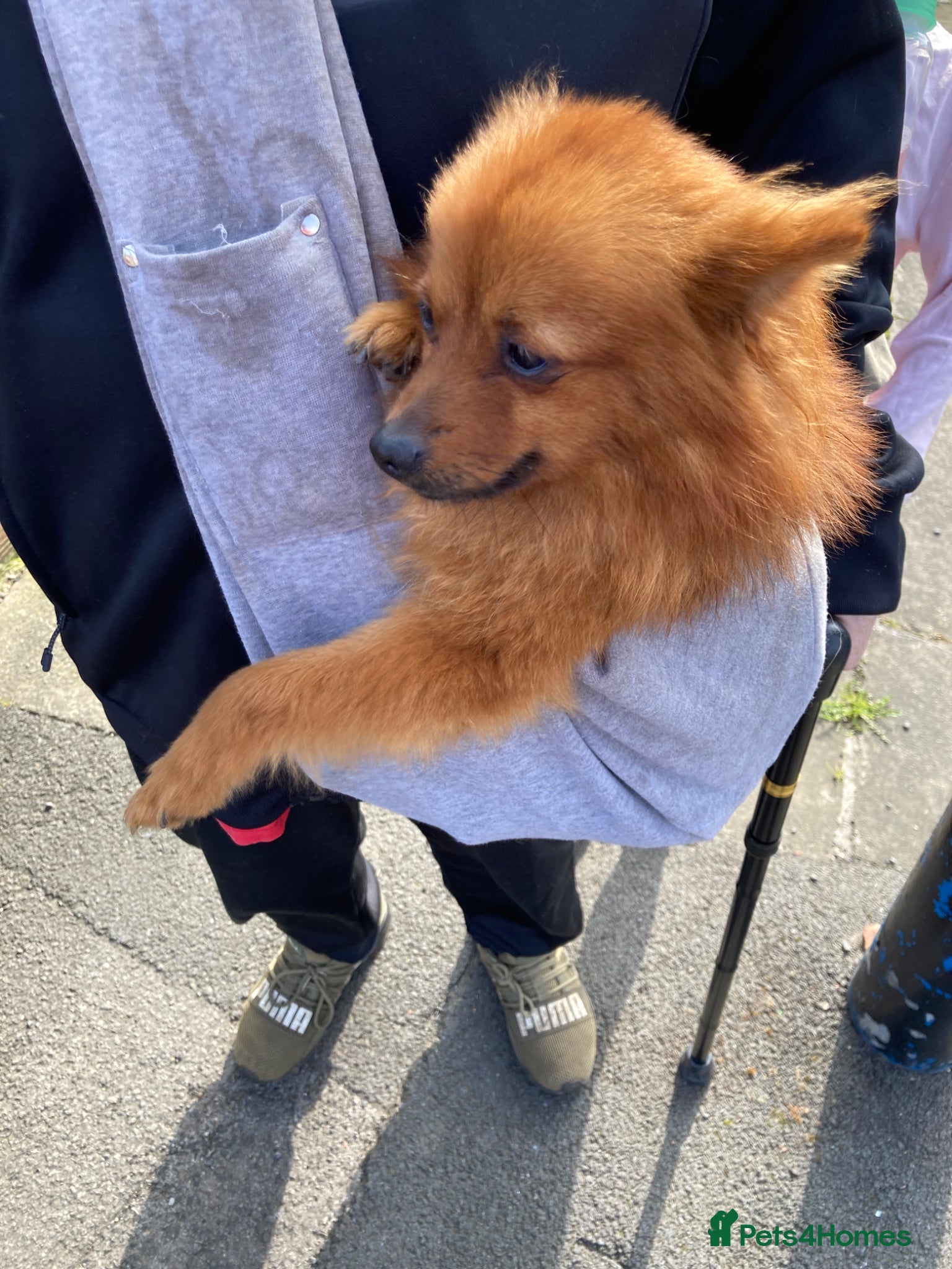 German Spitz dogs German spitz for sale 2 year old  - Advert 3