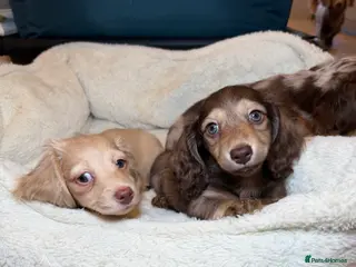 Miniature Dachshund dogs Clear cream miniature dachshunds - Advert 4