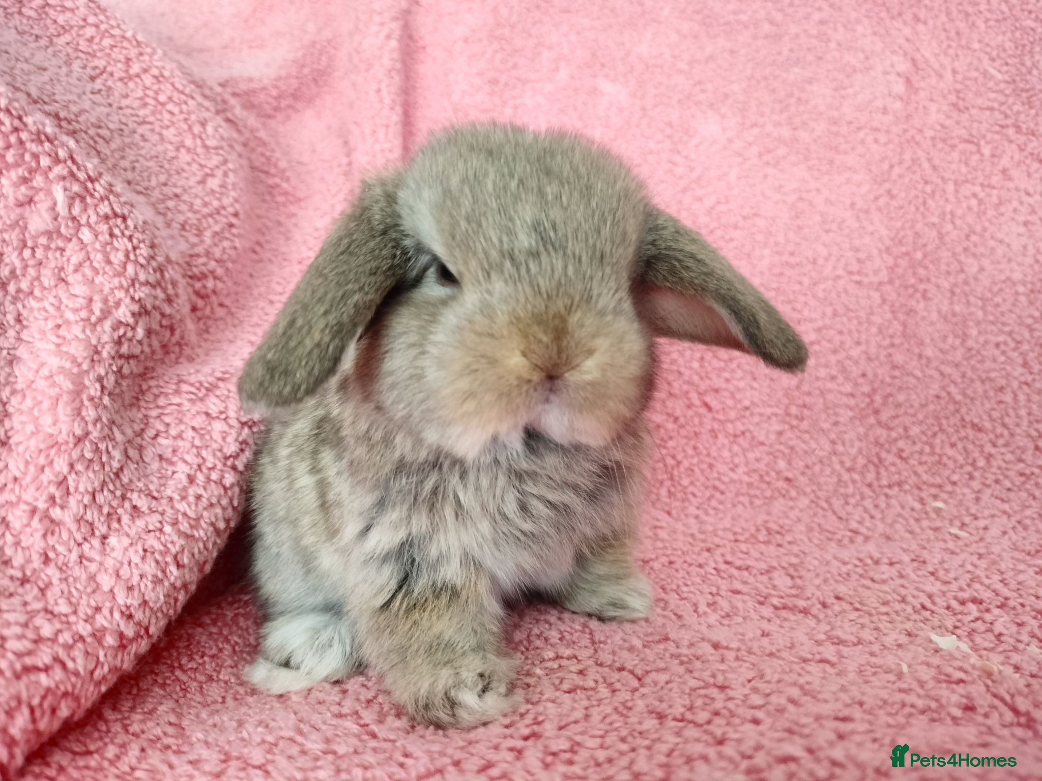 Mini Lop rabbits Baby mini lops for sale  - Advert 2