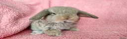 Mini Lop rabbits for sale: Baby mini lops for sale  - Advert 1