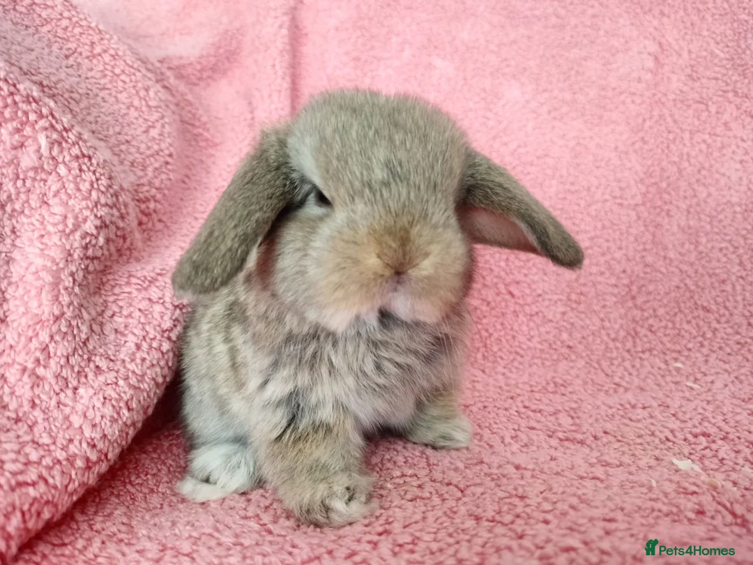 Mini Lop rabbits for sale: Baby mini lops for sale  - Advert 1