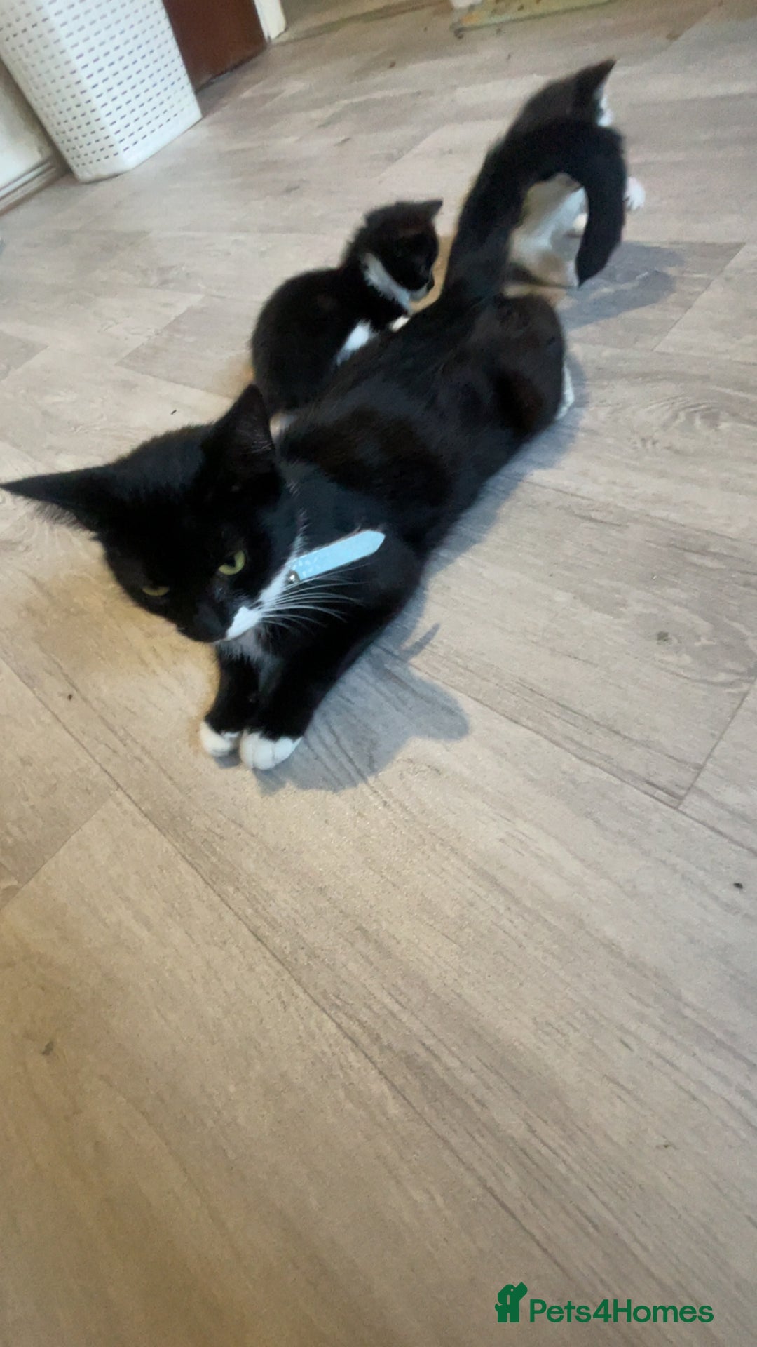 Mixed Breed cats for sale: 4 kittens for sale  - Image 7