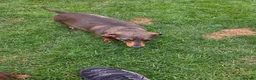 Miniature Dachshund dogs for sale: Kc registered min dachshunds bitches  - Advert 10
