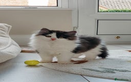 Mixed Breed cats for sale: Your best friend to be READY TO GO - Image 6